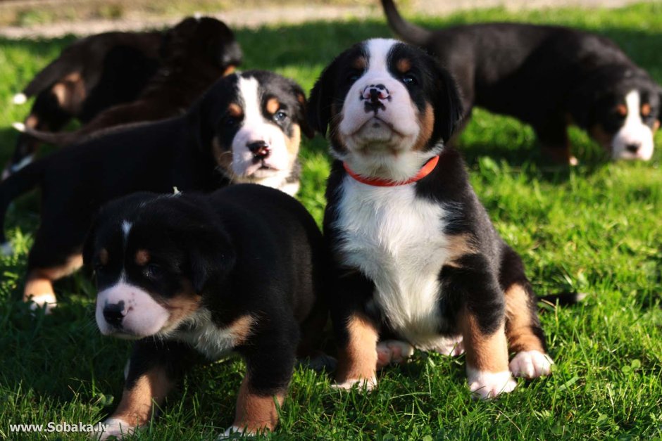 Швейцарский зенненхунд