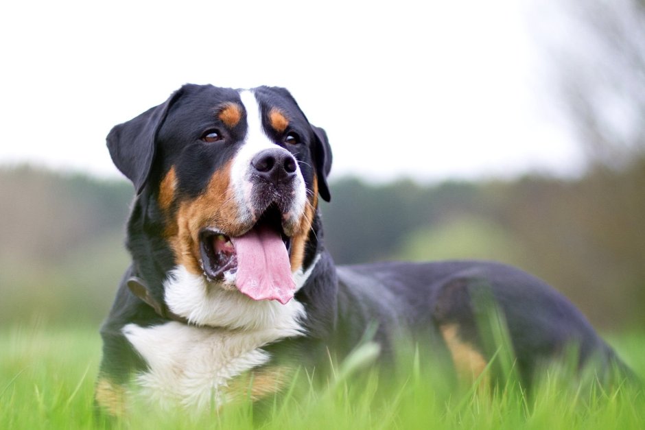 Энтлебухер зенненхунд щенки