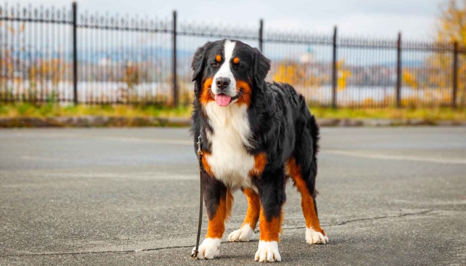 Швейцарский Гросс зенненхунд