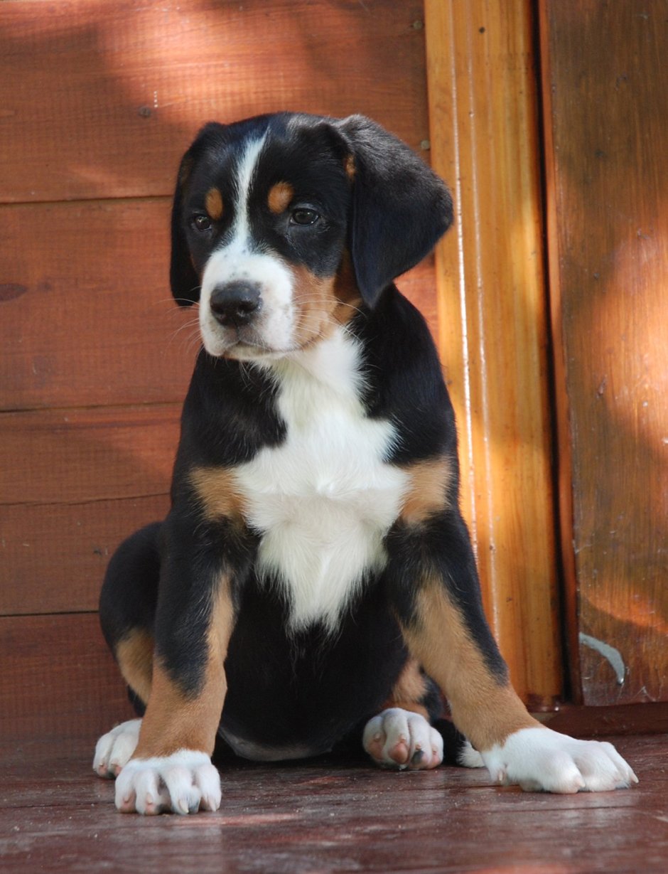 Швейцарский Гросс зенненхунд