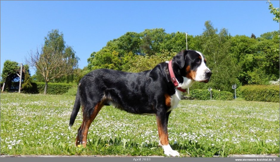 Фотопортрет собаки