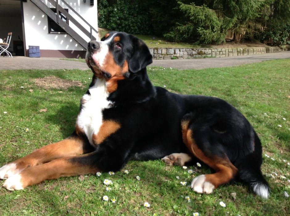 Гросс Берн зенненхунд