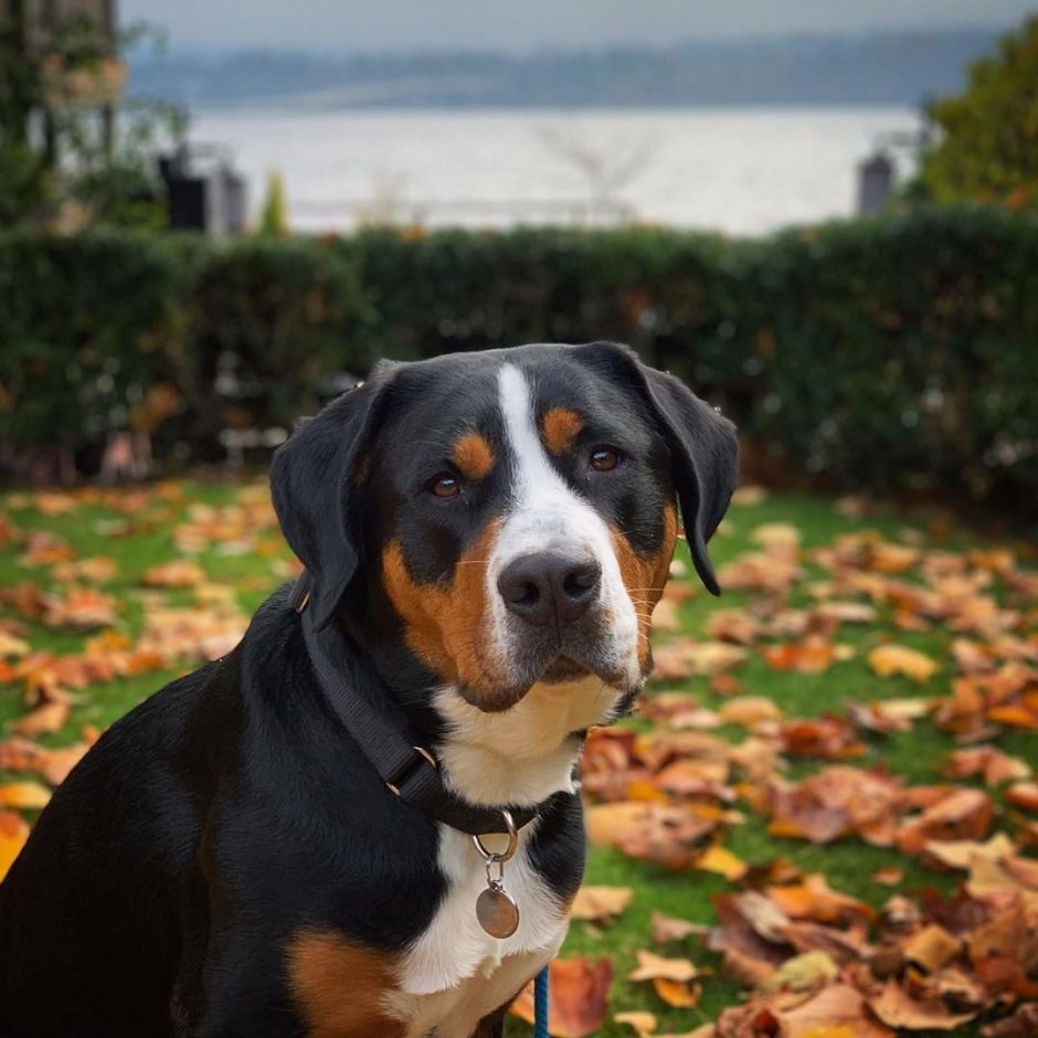 Швейцарский Гросс зенненхунд