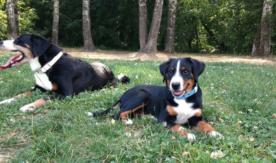 Порода собак Энтлебухер зенненхунд