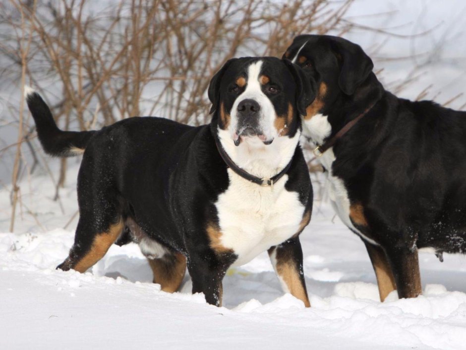 Зенненхунд швейцарский гладкошерстный