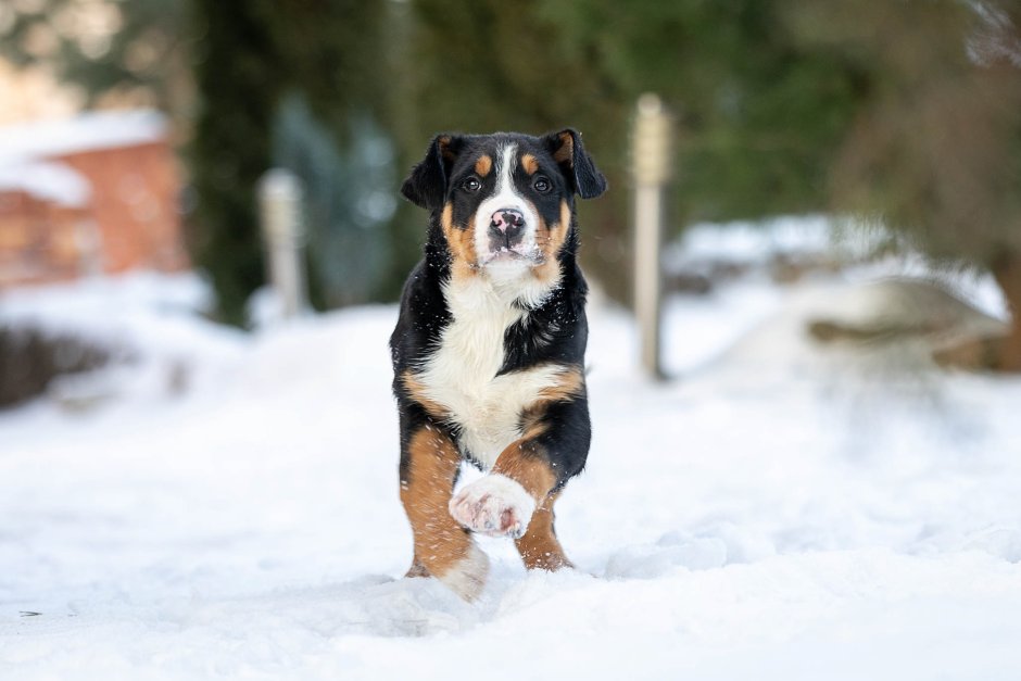 Питомник сент Медиум Бернский зенненхунд