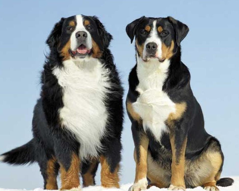 Зенненхунд Гросс Энтлебухер