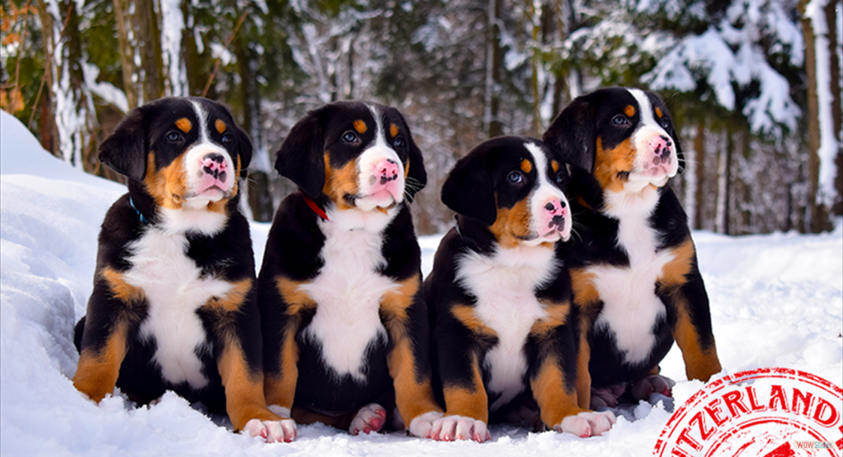 Бернская Горная выпрыгивает