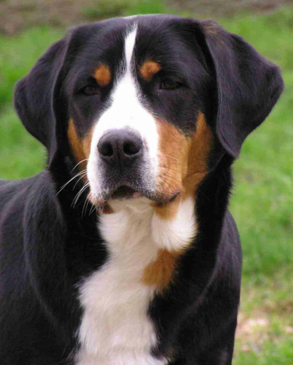 Шведский зенненхунд