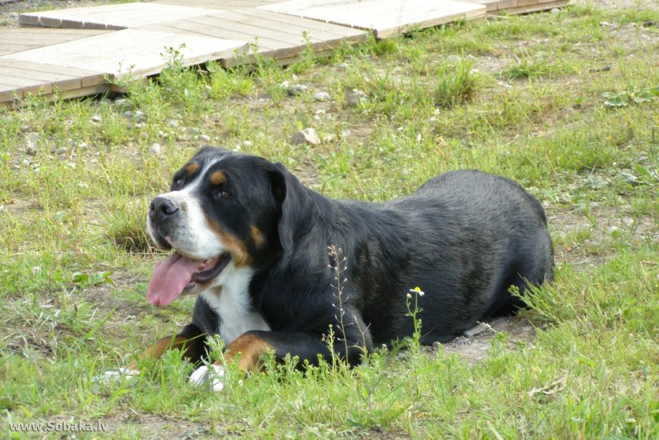 Аппенцеллер зенненхунд в ездовом спорте