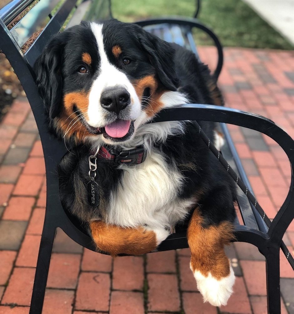 Бернский Аппенцеллер