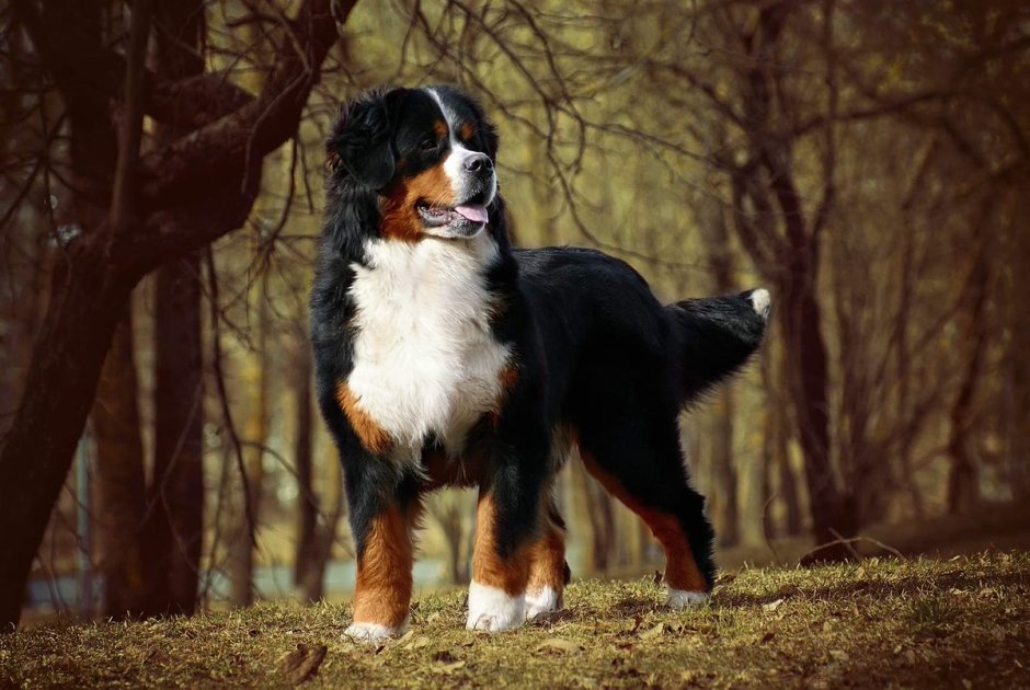 Бернский зенненхунд гиганты