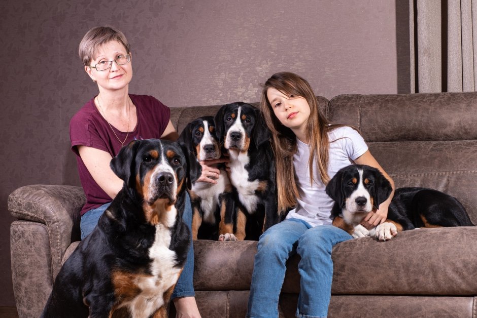 Гранд зенненхунд