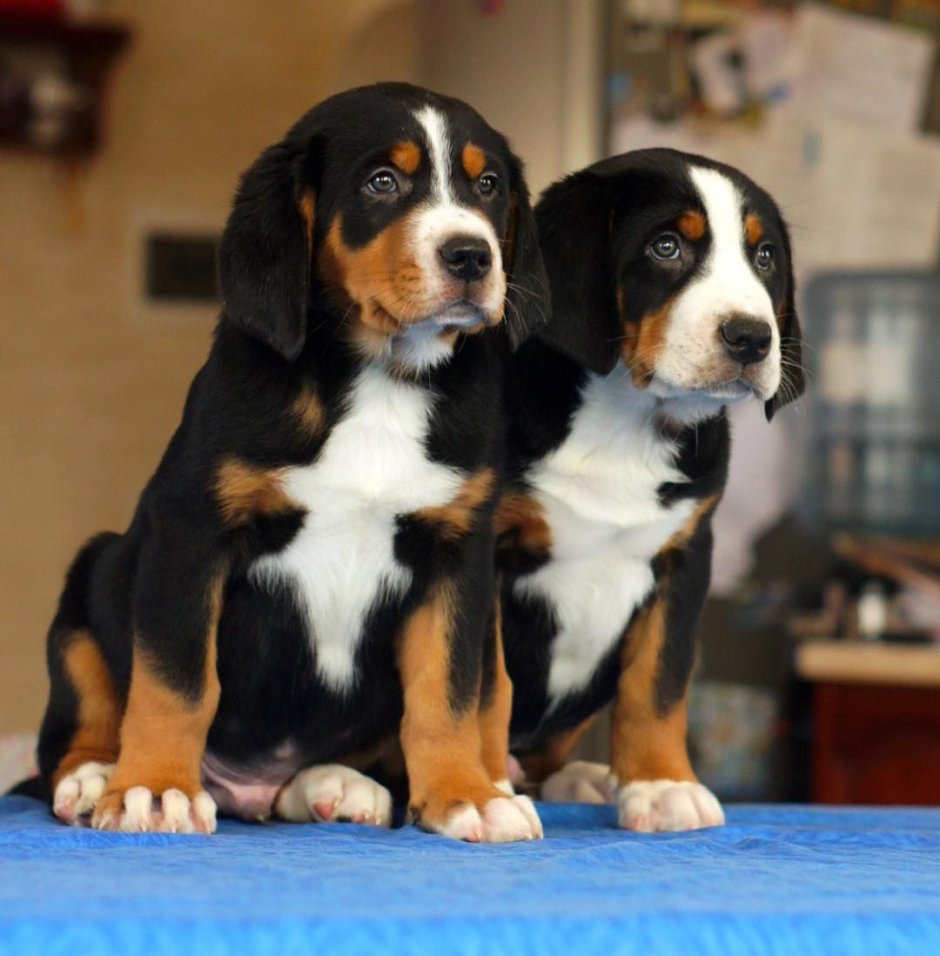 Зенненхунд Гросс Энтлебухер