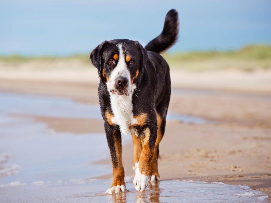 Шотландский зенненхунд