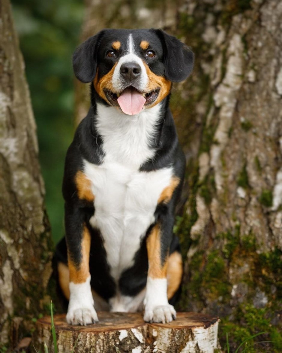 Бернский зенненхунд