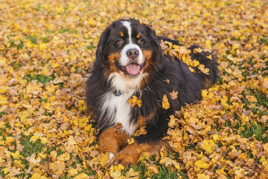 Швейцарские зинерхун Грос