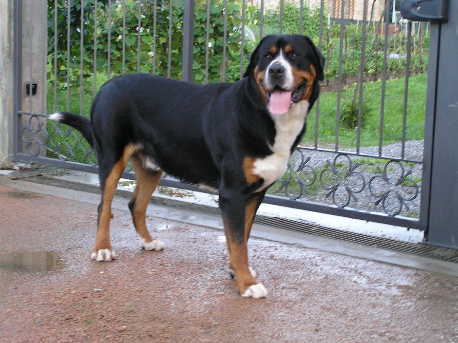 Аппенцеллер зенненхунд