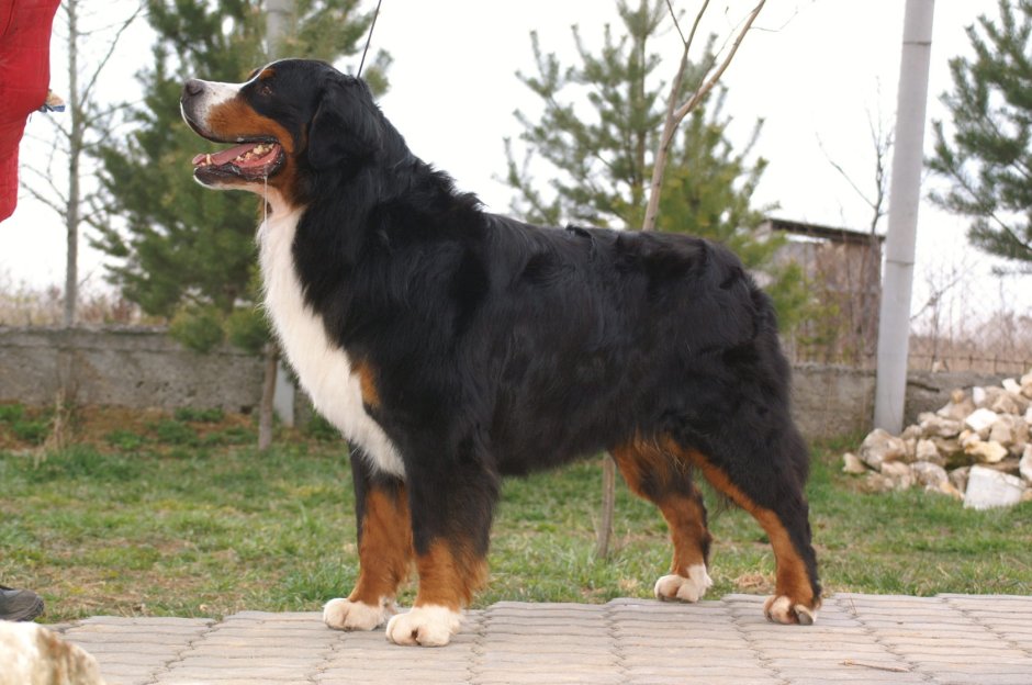 Швейцарский зенненхунд стойка