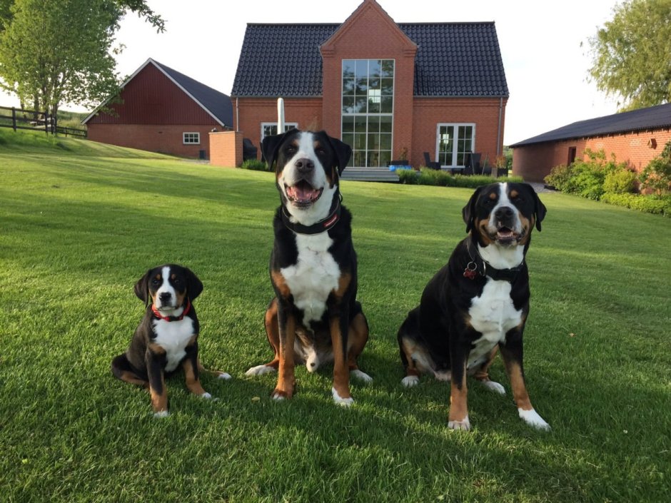 Швейцарский Гросс зенненхунд