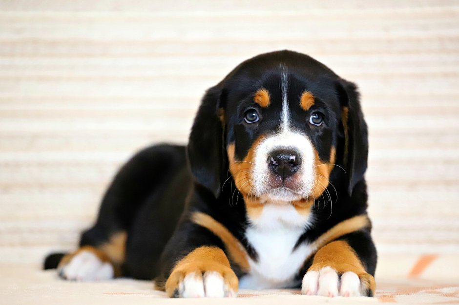 Бернский зенненхунд