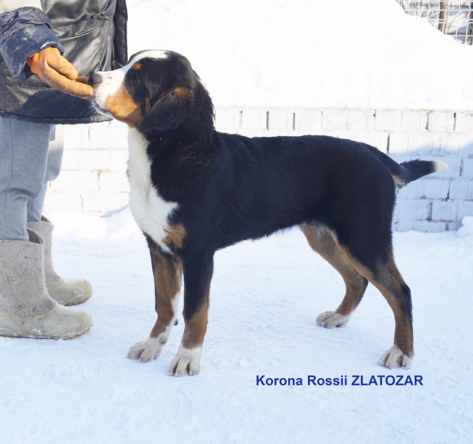 Большой швейцарский зенненхунд в вольере