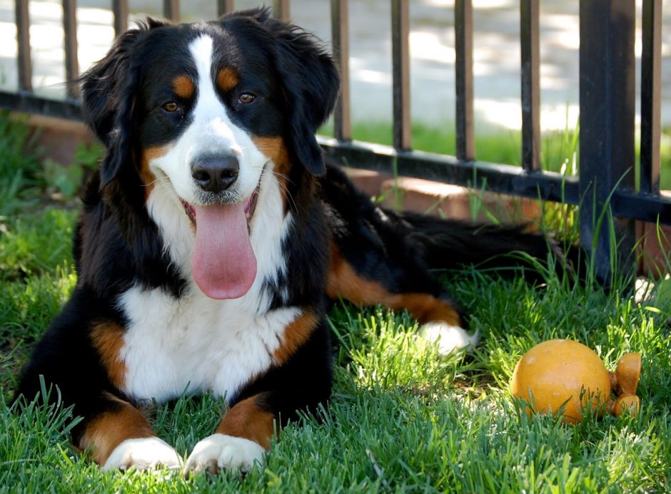 Аппенцеллер собака вид сзади