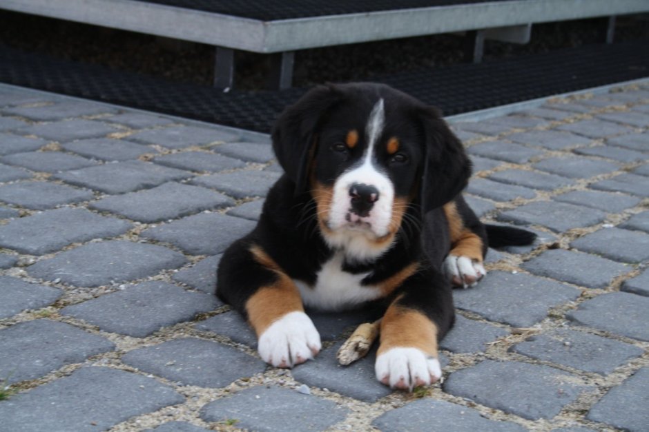 Швейцарские зинерхун Грос