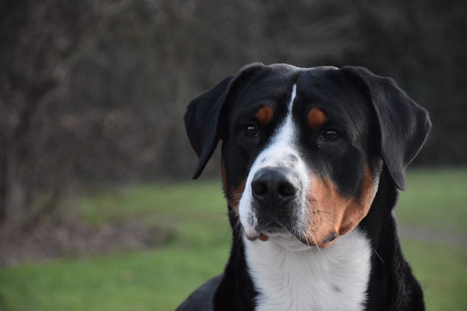 Зенненхунд Гросс Энтлебухер