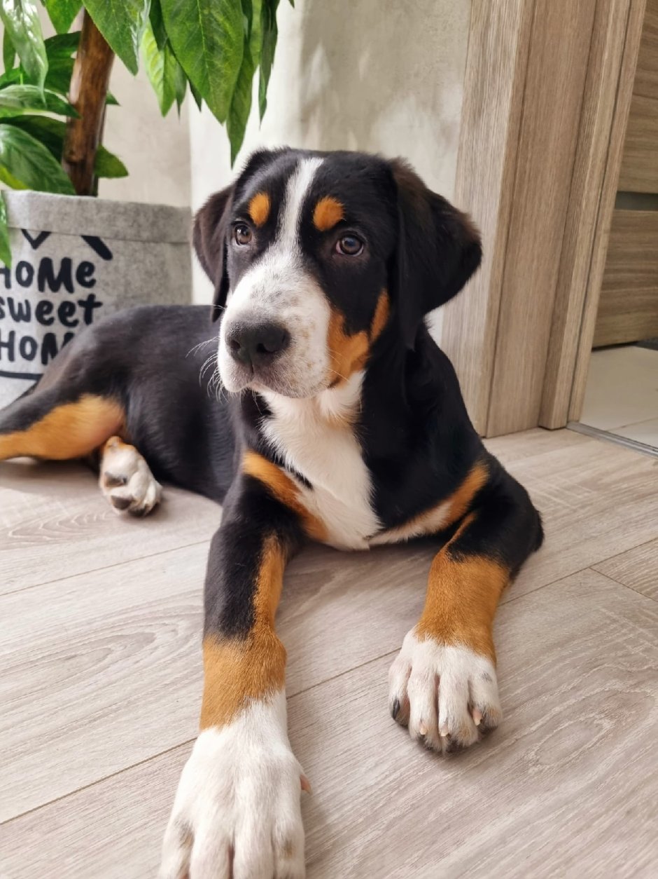 Большой швейцарский зенненхунд