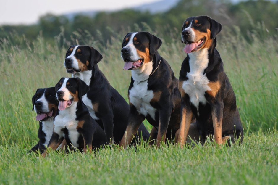 Большой швейцарский зенненхунд / great Swiss Mountain Dog (58) к