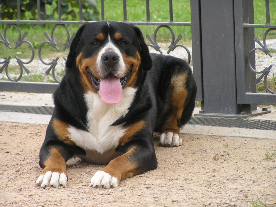 Большой швейцарский зенненхунд