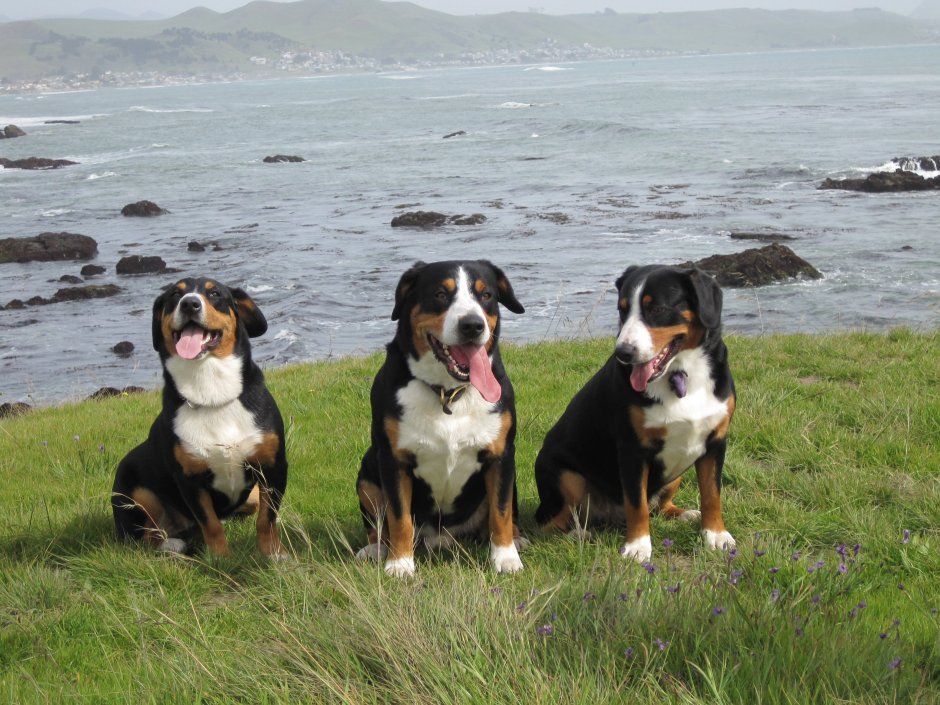 Бернская овчарка и Бернский зенненхунд