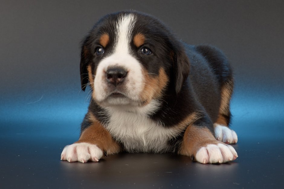Swiss Mountain Dog Сток