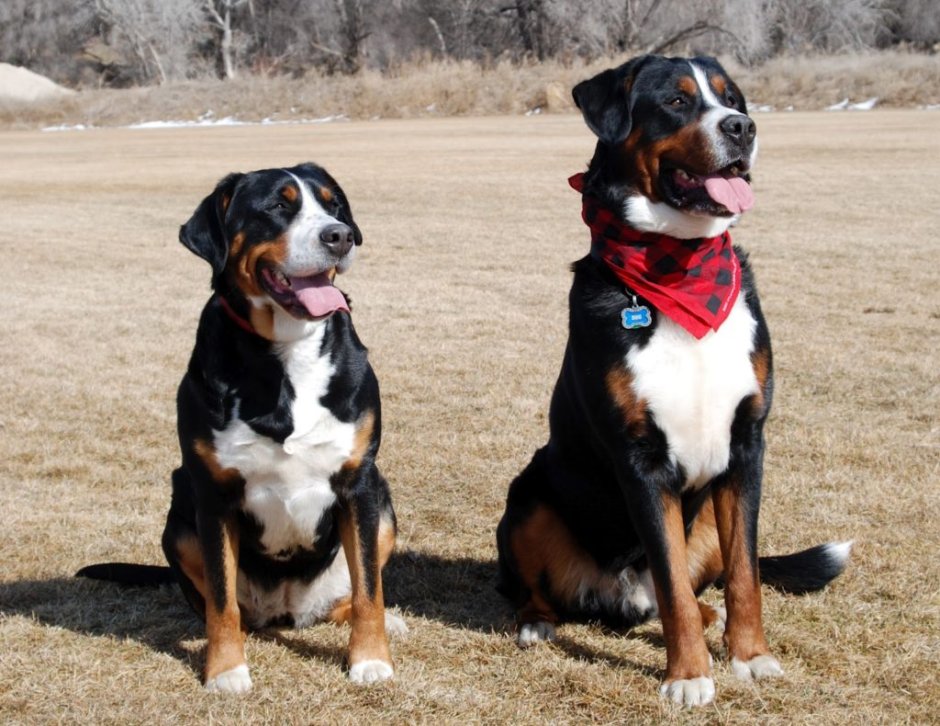 Швейцарский зенненхунд Гросс или алабай