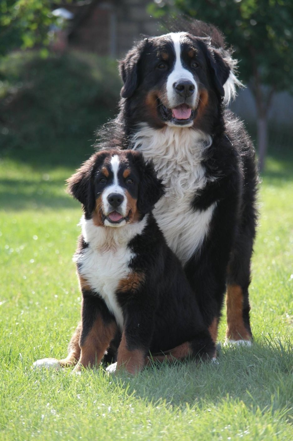Малый швейцарский зенненхунд