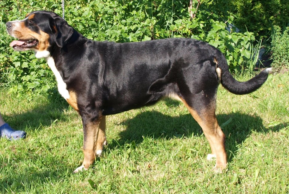 Порода собак швейцарский зенненхунд