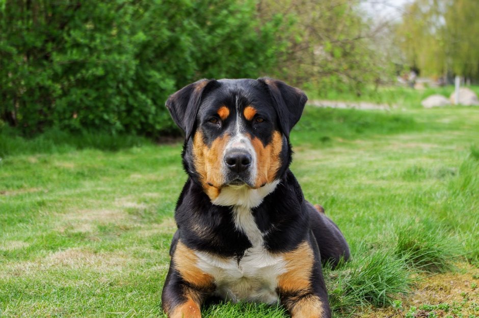 Швейцарский Гросс зенненхунд