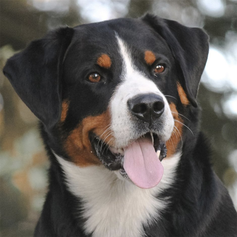 Швейцарский Энтлебухер зенненхунд