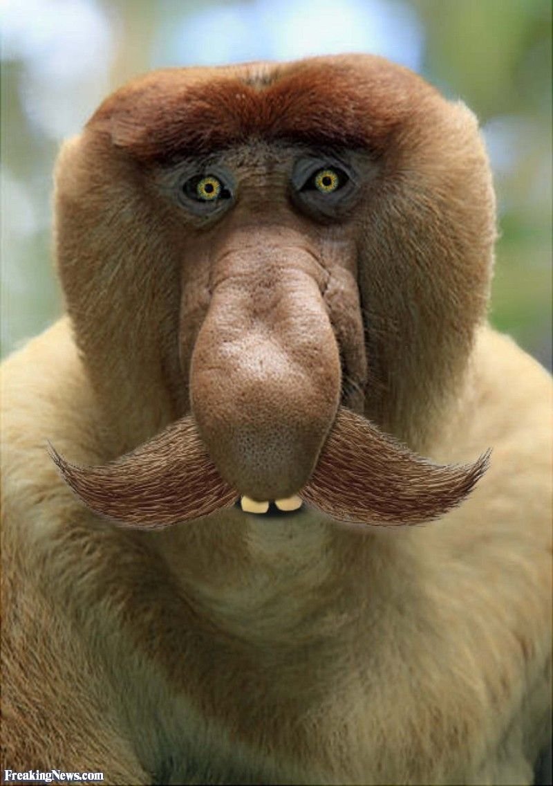 Бабуин носач