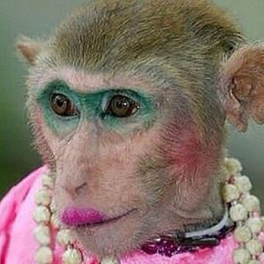 Голый Бибизян