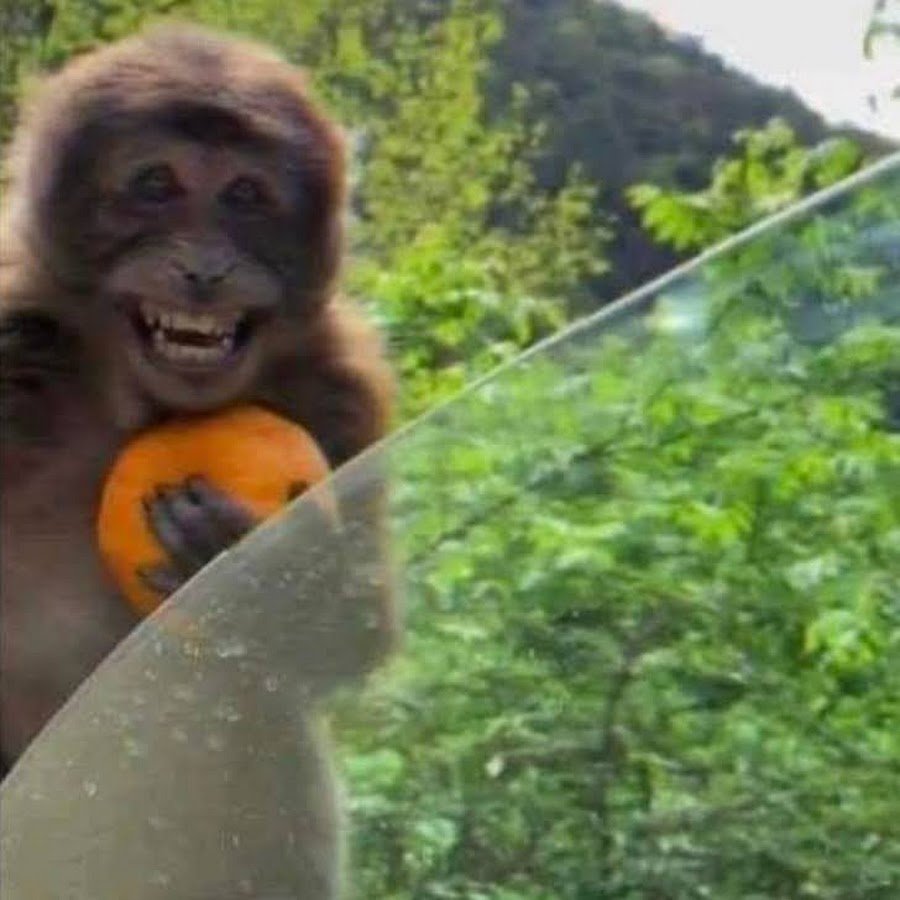 Обезьяна ладно