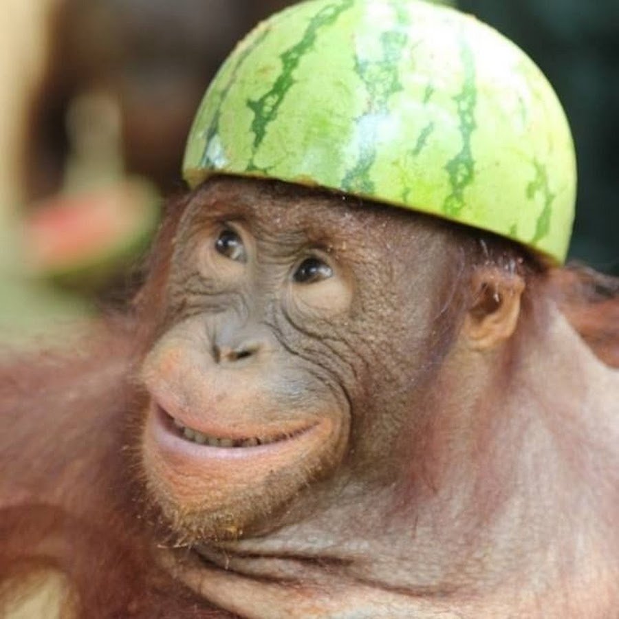 Альфа самец гориллы