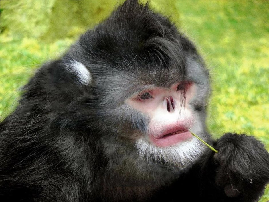 Сисви орангутан