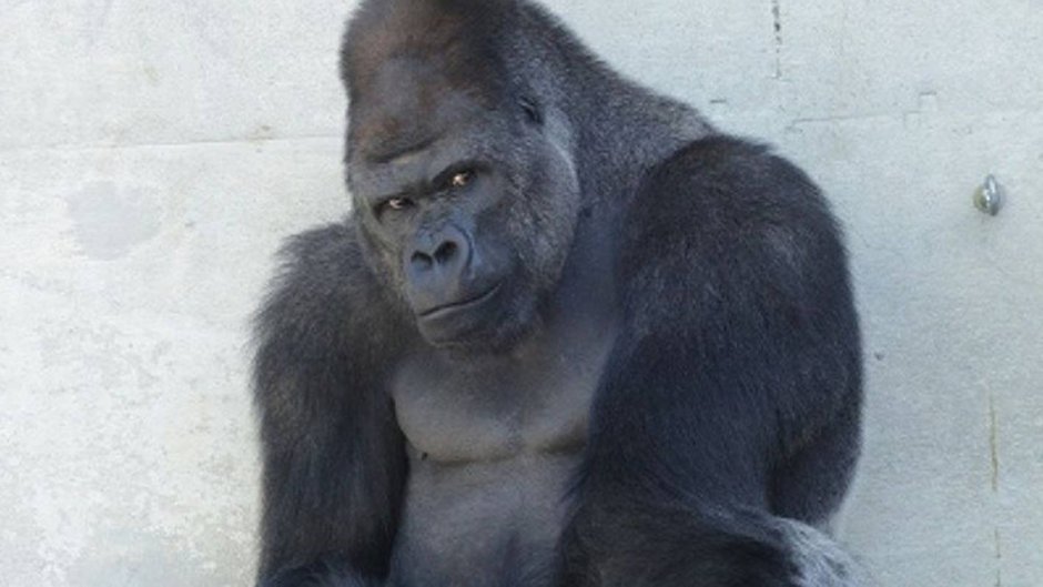 Большая страшная обезьяна