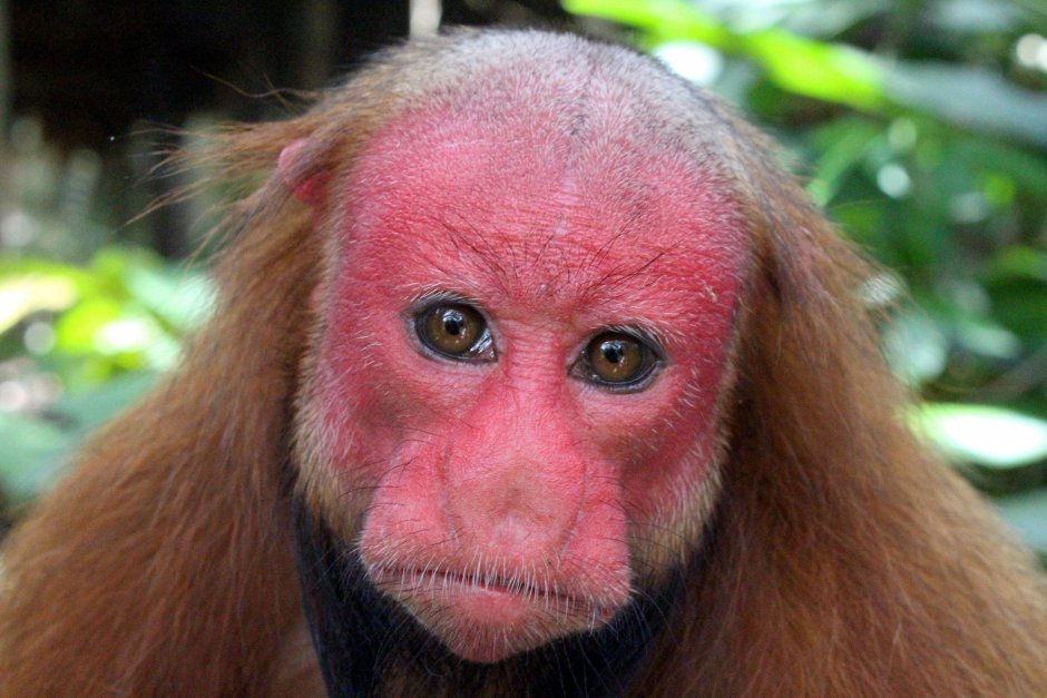 Обезьянка лысый уакари