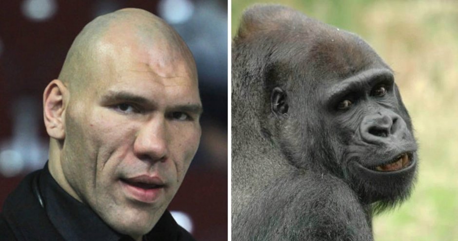 Бабуин носач