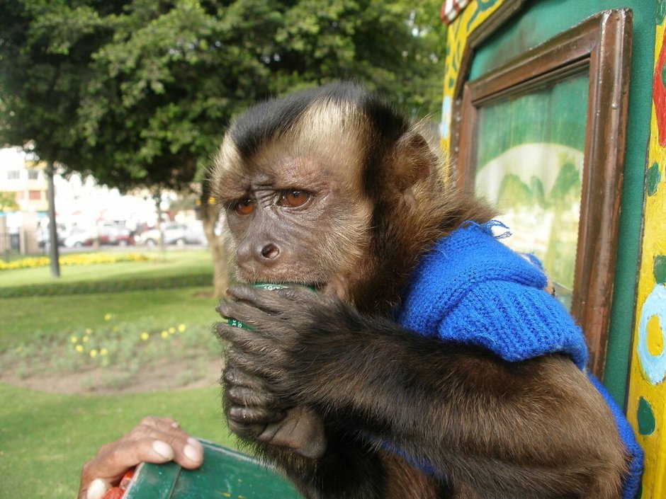 Самая страшная обезьяна