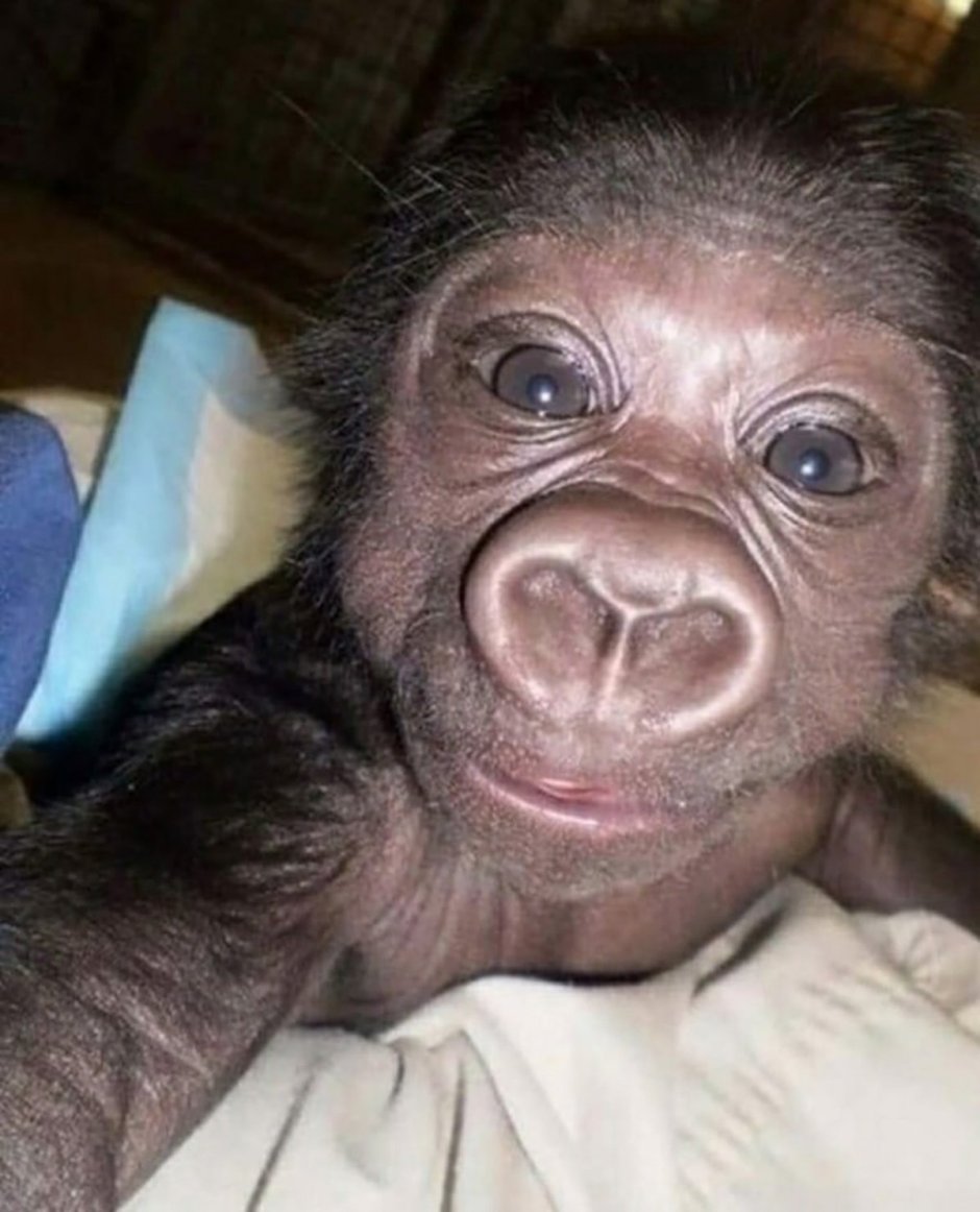 Ноздри обезьяны