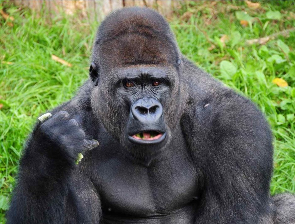 Гигантская обезьяна
